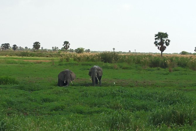 10 Days Uganda Gorilla & Chimpanzee Trekking Safari Tour Overview