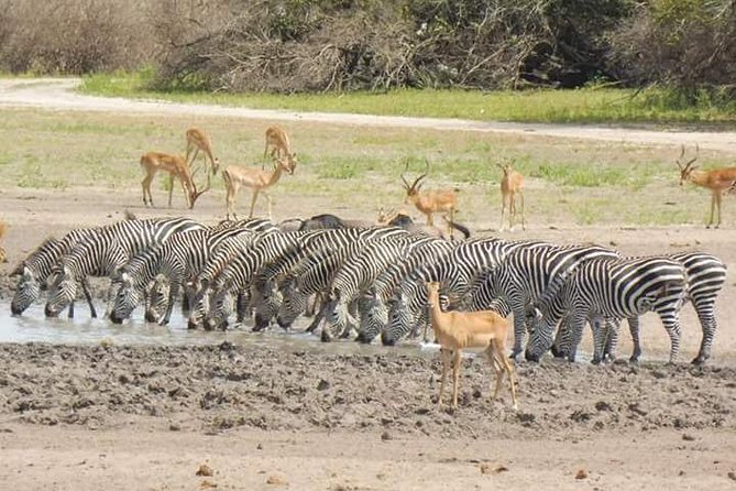 2 Day Safari To Mikumi Departure From Zanzibar Safari Highlights