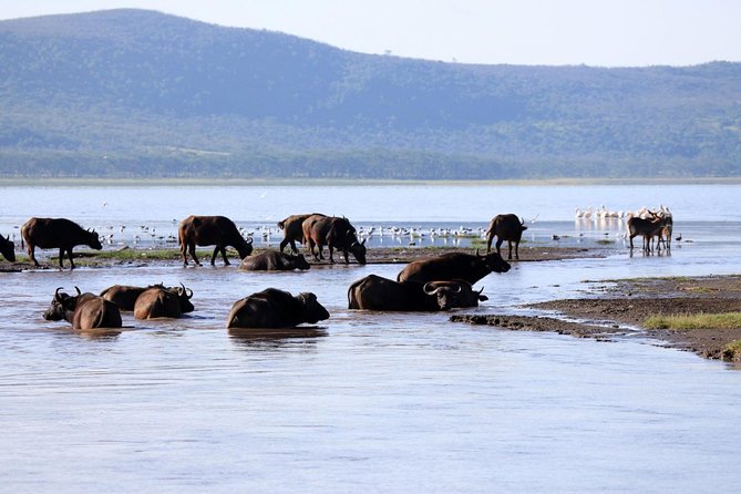 2 Day Tour Lake Nakuru, Hell S Gate & Lake Naivasha From Nairobi Tour Overview