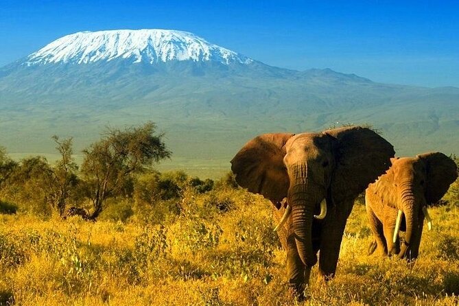 2 Days And 1 Night Amboseli Safari From Nairobi Tour Description And Inclusions