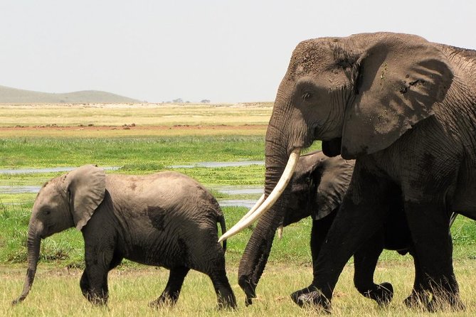 2 Days Tsavo East National Park Tour From Mombasa/diani (1 Night) Pickup And Start Time