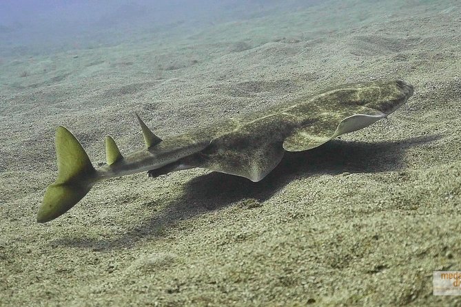 2 Dives, Certified Divers - Tenerife - Overview of the Experience