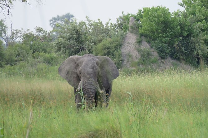 2 Nights Okavango Delta Mokoro Wildcamping Tour, All Inclusive Wildlife And Activities