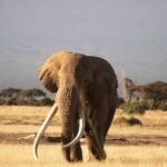 3 Day Amboseli National Reserve Safari From Nairobi Inclusions