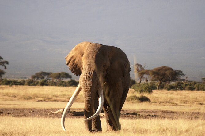 3-Day Amboseli National Reserve Safari From Nairobi - Inclusions