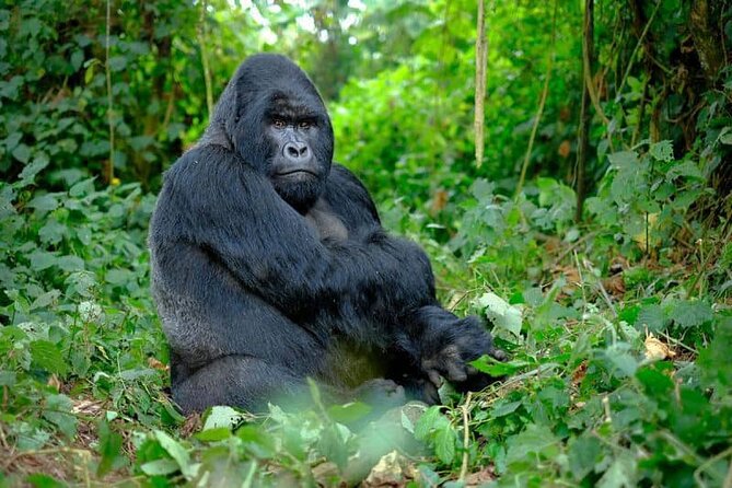 3 Days Gorilla Trekking Safari Tour in Uganda - Tour Overview