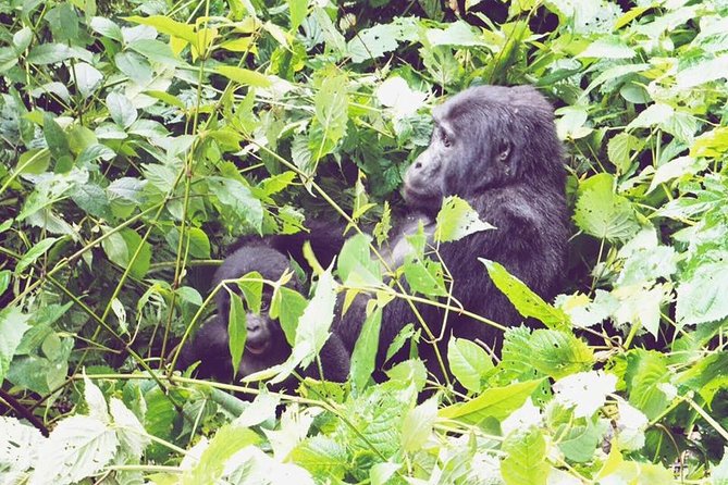 3 Days Gorilla Trekking Safari - Safari Overview