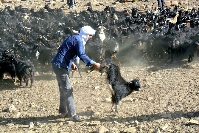 3 Days Homestay With Last Berber Nomads In The Atlas Mountains Inclusions And Exclusions