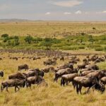 3 Days Mara Jambo Shared Safari Adventure Inclusions