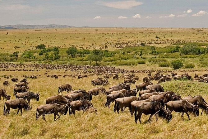 3 Days Mara Jambo Shared Safari Adventure Inclusions