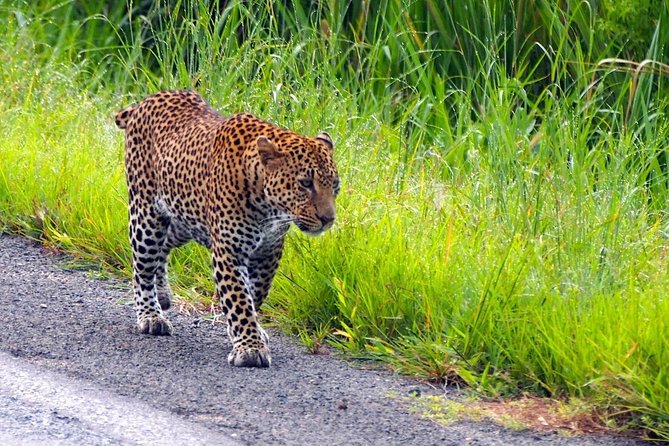 3 Days Safari at Mikumi National Park Southern Circuit of Tanzania