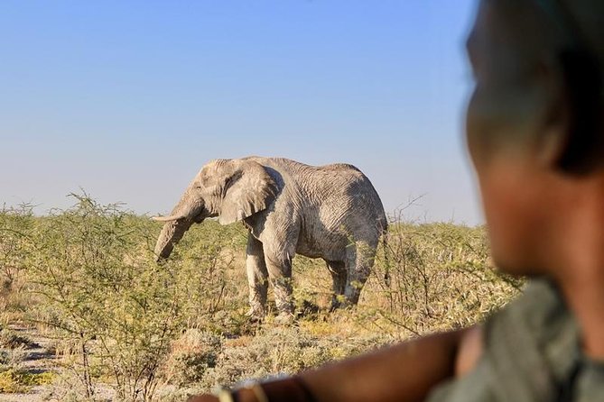 4 Day Etosha And Swakopmund Accommodated Adventure From Windhoek Tour Overview