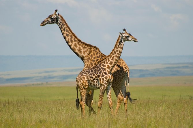 4 Day Masai Mara & Lake Nakuru Group Joining Camping Safari Daily Departures Safari Overview