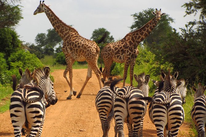 4-Day Safari From Arusha: Tarangire, Serengeti and Ngorongoro