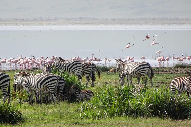 4 Days Adventure Camping Safari To Tarangire, Serengeti & Ngorongoro Safari Highlights