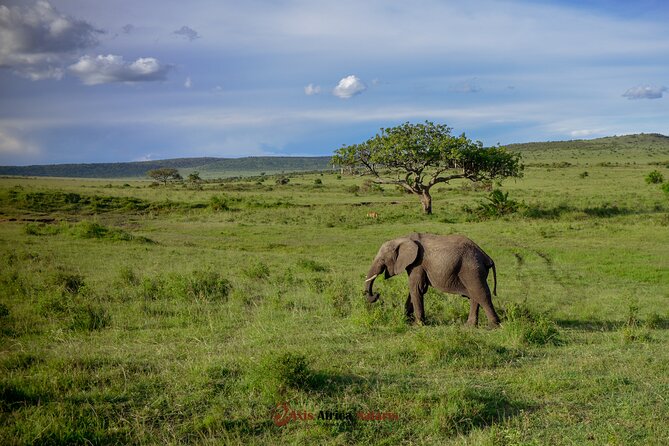 4 Days Safari Adventure Masai Mara and Nakuru Park Group