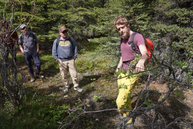 4 Hour Off Trail Wilderness Wonders Tour In Denali Exploring Denalis Untamed Wilderness