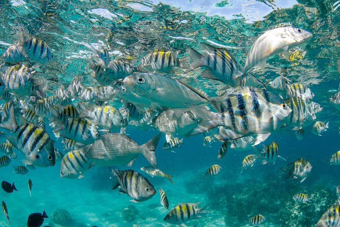 4 Hour Private Boat Charter to Stingray City, Snorkeling and More - Inclusions in the Tour Package