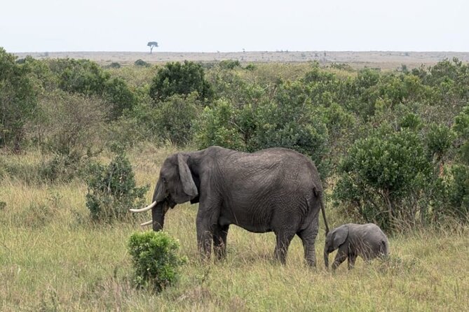 5 Day Masai Mara Lake Nakuru And Naivasha Small Group Safari Tour Tour Overview