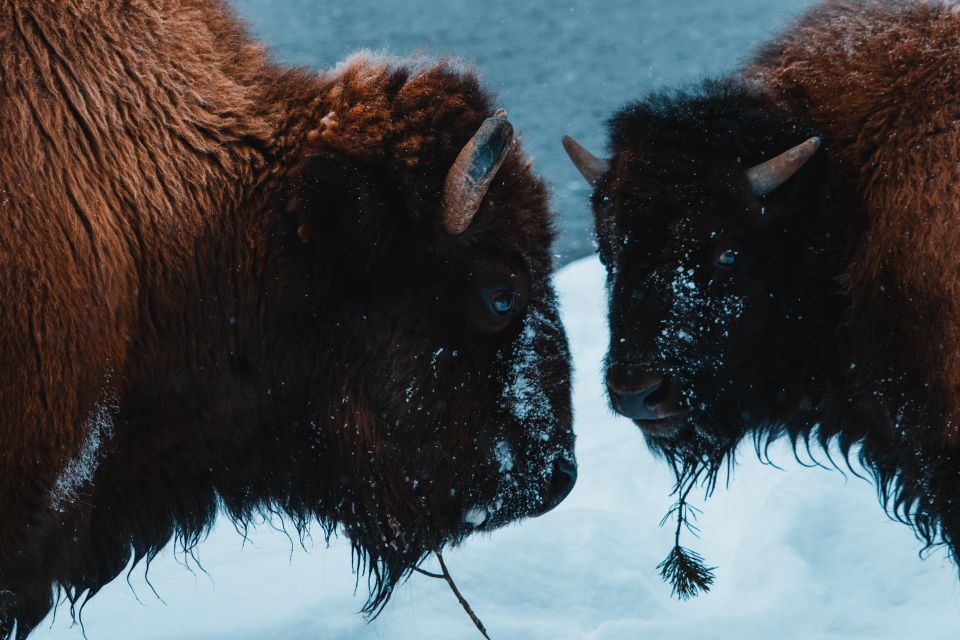 5-Day Winter Yellowstone Wildlife Tour - Tour Details