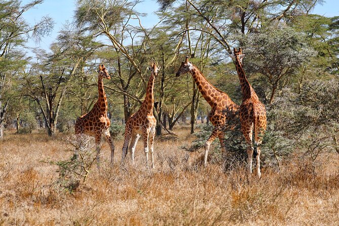 6days Masai Mara Lake Nakuru Via Lake Naivasha Amboseli 4x4 Jeep Safari Accommodation Options