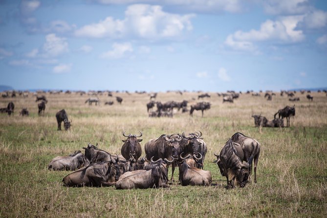 8 Days Great Wildebeest Calving Migration Safari From Arusha - Tarangire National Park Exploration