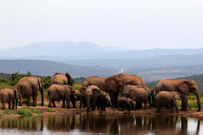 Addo Elephant Full Day Safari With A Traditional South African Braai (bbq) Lunch Overview Of The Safari Tour