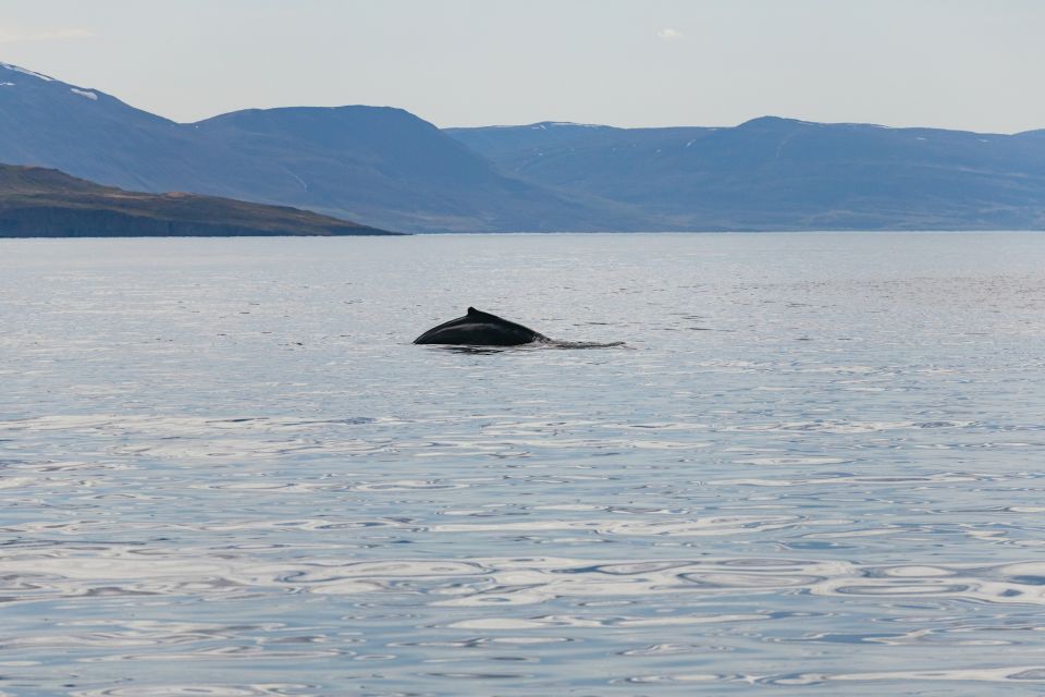 Akureyri: 3-Hour Classic Whale Watching Tour - Overview of the Tour