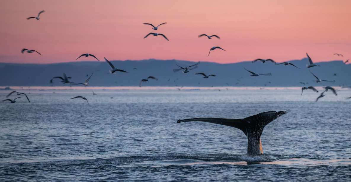 Akureyri: Arctic Coastline & Whale Watching - Exploring Eyjafjörður Coastline