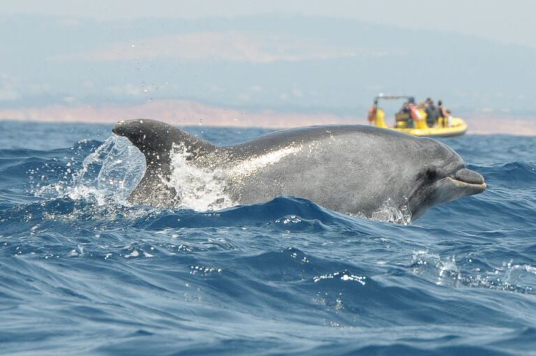 Algarve Coast: Dolphin Watching & Cave Tour Tour Overview