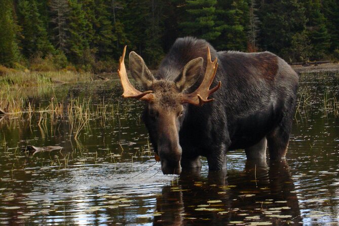 Algonquin Park 4 Day Luxury Moose/beaver/turtle Camping & Canoeing Adventure Immerse In Algonquins Wilderness