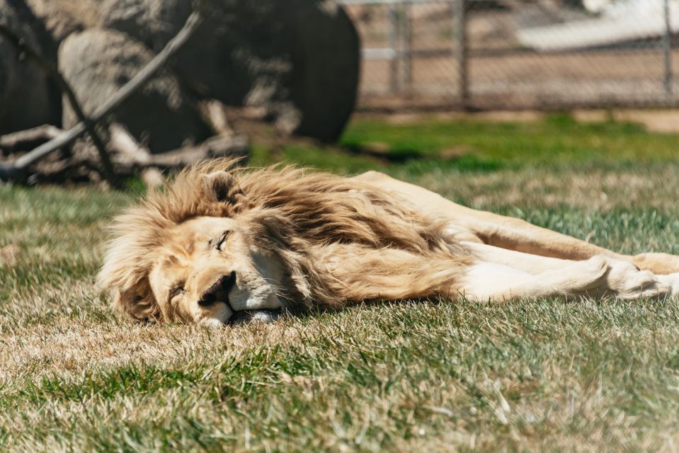 Alpine: Lions Tigers & Bears Sanctuary Visit and Tour - Activity Details