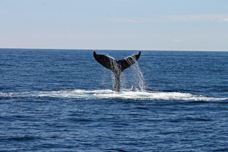 Alta: Alta Fjord Whale Watching Tour Tour Description