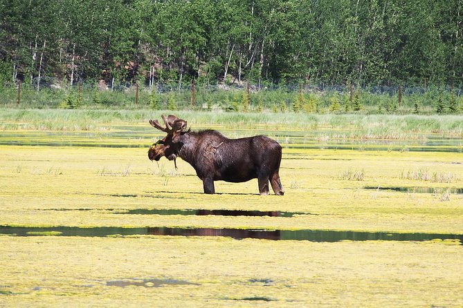 Arctic Day: Yukon Wildlife & Hot Springs Tour | Half Day Exploring Yukon Wildlife Preserve