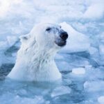 Arctic Polar Bear Adventure With Lunch In Rovaniemi! Tour Details