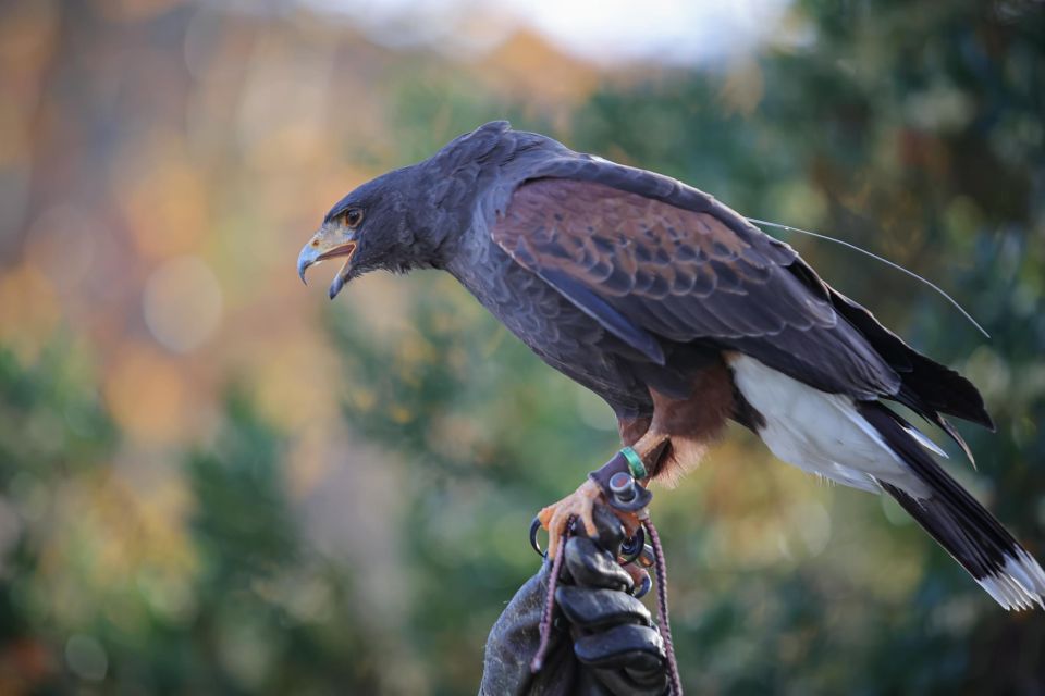 Armação De Pêra/Albufeira: Hawk Walk With a Harris Hawk - Overview of the Hawk Walk