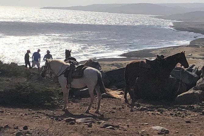 Aruba Horseback Riding Tour For Advanced Riders Riding Styles And Tack