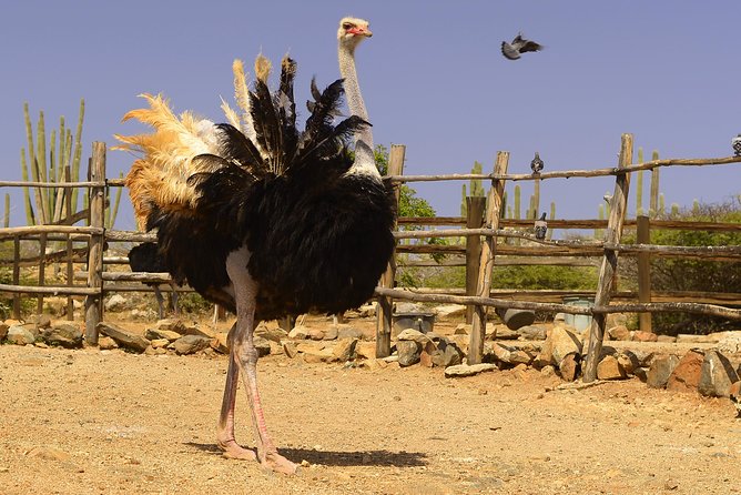 Aruba Ostrich Farm Tour With Lunch Tour Overview