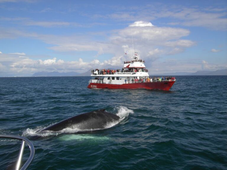 Atv & Whale Watching Overview Of The Tour