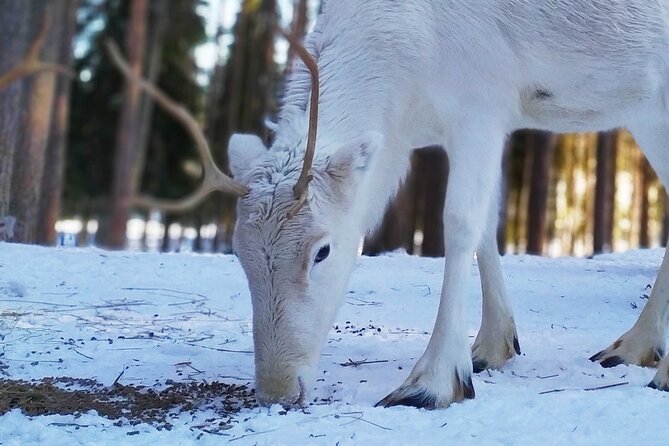 Authentic Reindeer Farm Experience in Rovaniemi