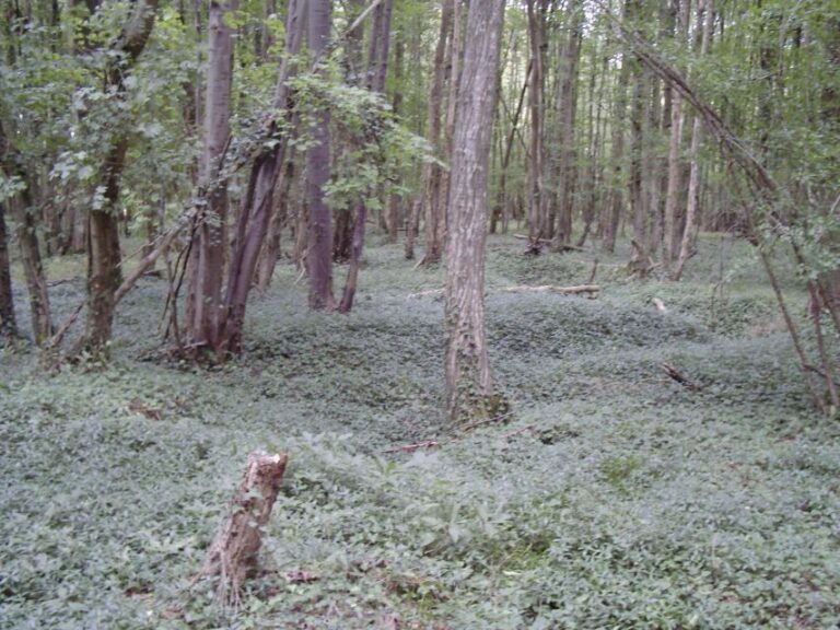 Battle Of Cantigny: First American Offensive Wwi From Amiens Overview Of The Battle