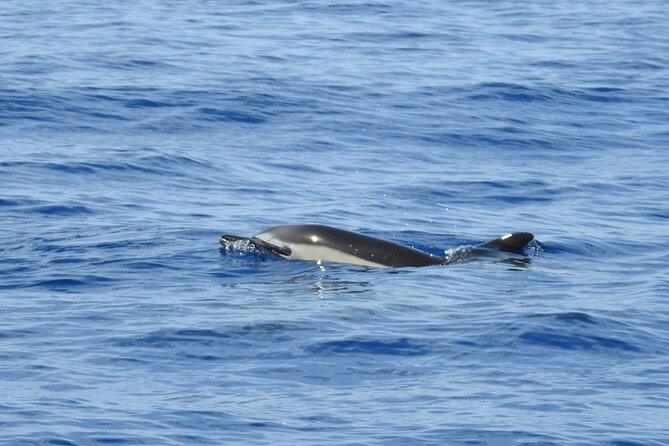 Be Whale Wise Silent Whale & Dolphin Watching In A Small Group Meeting Point And Pickup Details