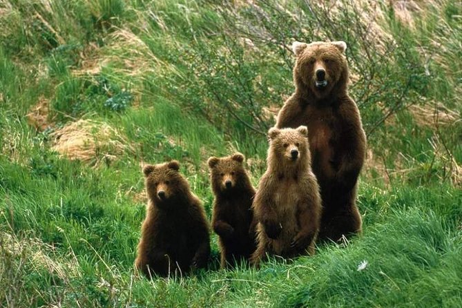 Bear Watching In The Wild From Brasov Highlights Of The Experience