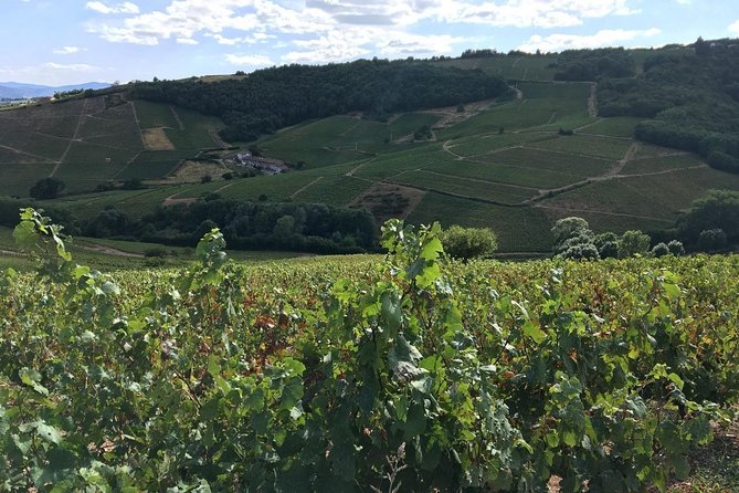 Beaujolais Wine Tasting Day Tour From Lyon Exploring The Beaujolais Region