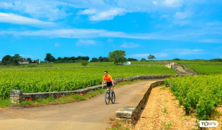 Beaune: Winery Tour By Bike With Wine Tasting Tour Overview