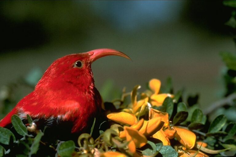 Big Island: Native Bird Watching & Hiking Tour Tour Overview