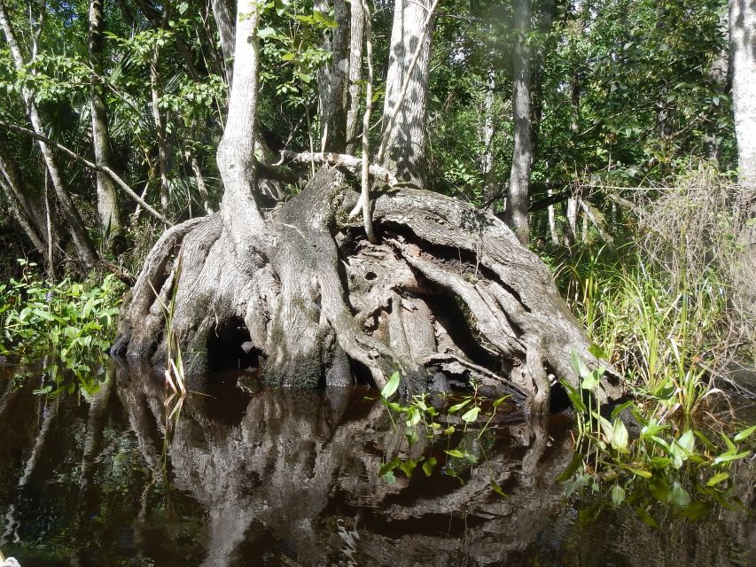 Blackwater Creek: Exclusive Nature Escape Kayak Adventure - Tour Overview and Details