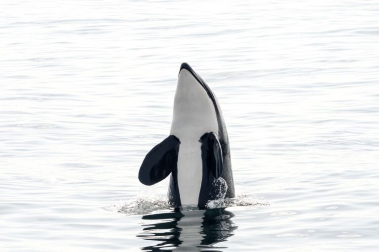 Bleik: Whale Watching By Speedboat With Puffins And Muffins Whale Watching In Bleik, Norway