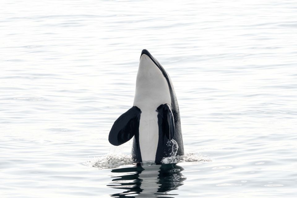 Bleik: Whale Watching by Speedboat With Puffins and Muffins - Whale Watching in Bleik, Norway