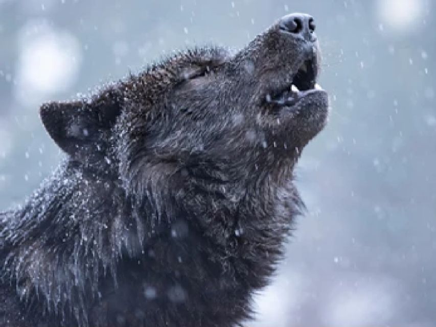 Bozeman: Yellowstone Wolves and Winter 4Day/3Night Adventure - Overview of the Adventure